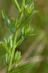 Wing-angle loosestrife